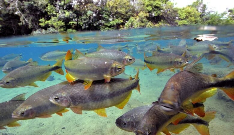 Piraputangas, o Peixe Símbolo de Bonito – MS