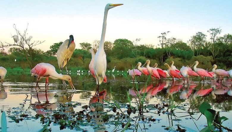 Pantanal - Mato Grosso