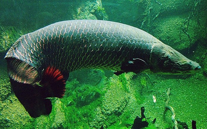 Pirarucu, um gigante salvo pela alta cozinha