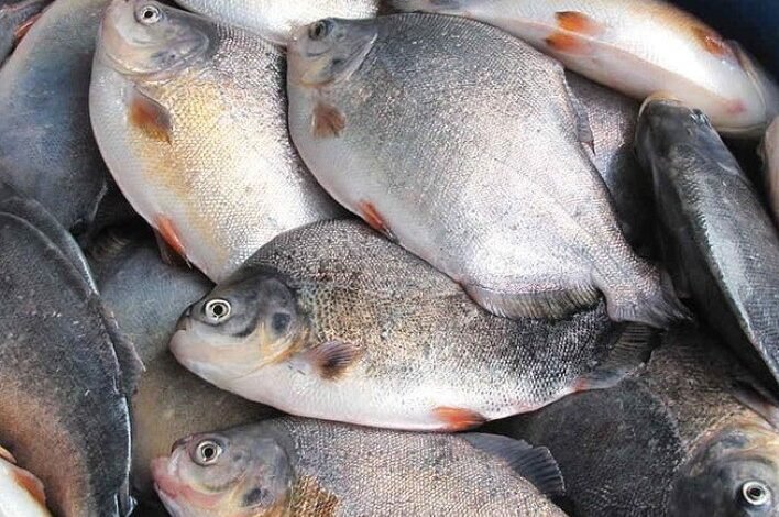 China supera o Brasil e se torna um grande produtor de peixes amazônicos