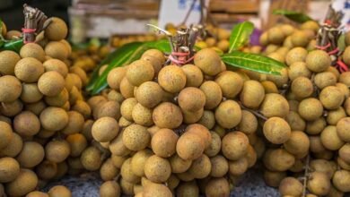 Já que é pra tombar, ‘pitombei’: conheça a pitomba, fruta da Amazônia