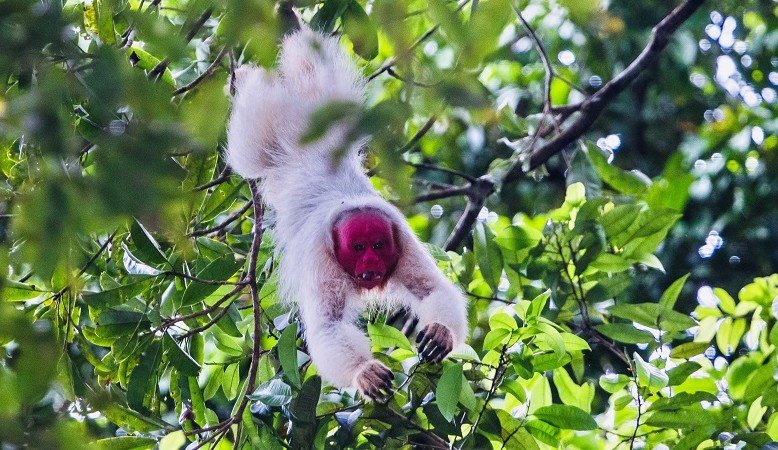 Nova espécie de macaco exclusiva da Amazônia