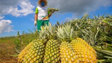 Com Indicação Geográfica, abacaxi do Amazonas garante sustento de produtores