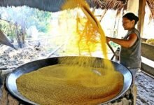 Farinha de Uarini é declarada Patrimônio Cultural do Amazonas