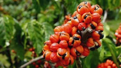 Guaraná: energia em forma de fruta