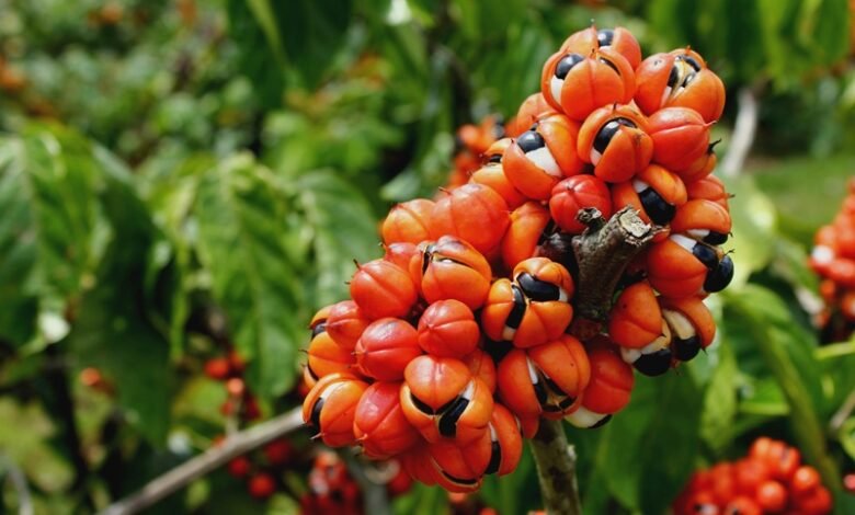 Guaraná: energia em forma de fruta