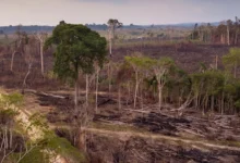 Desafios e Iniciativas Recentes na Conservação da Amazônia