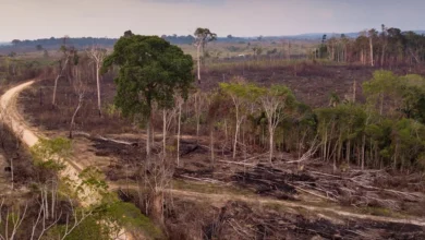 Desafios e Iniciativas Recentes na Conservação da Amazônia