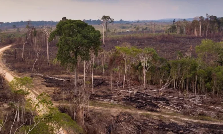 Desafios e Iniciativas Recentes na Conservação da Amazônia