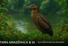 “Ave Rara na Amazônia” Socoí zigue zague